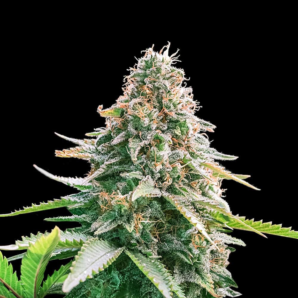 Gelato Samba Autoflower Seeds (24% THC)