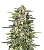 Jack Herer Auto (Auto JH) (Original Sensible Seeds)