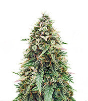Auto Skywalker Haze (Dutch Passion)