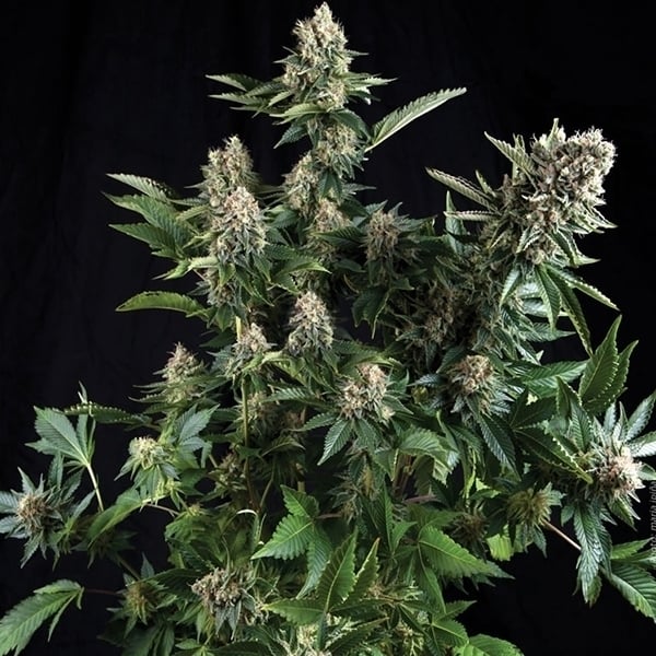 White Widow Autoflower (15% THC)