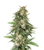 BCN Critical XXL Fast (Seedstockers)
