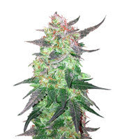 BCN Critical XXL (Seedstockers)