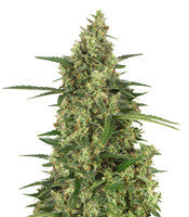 Head Stash Auto (Big Head Seeds)