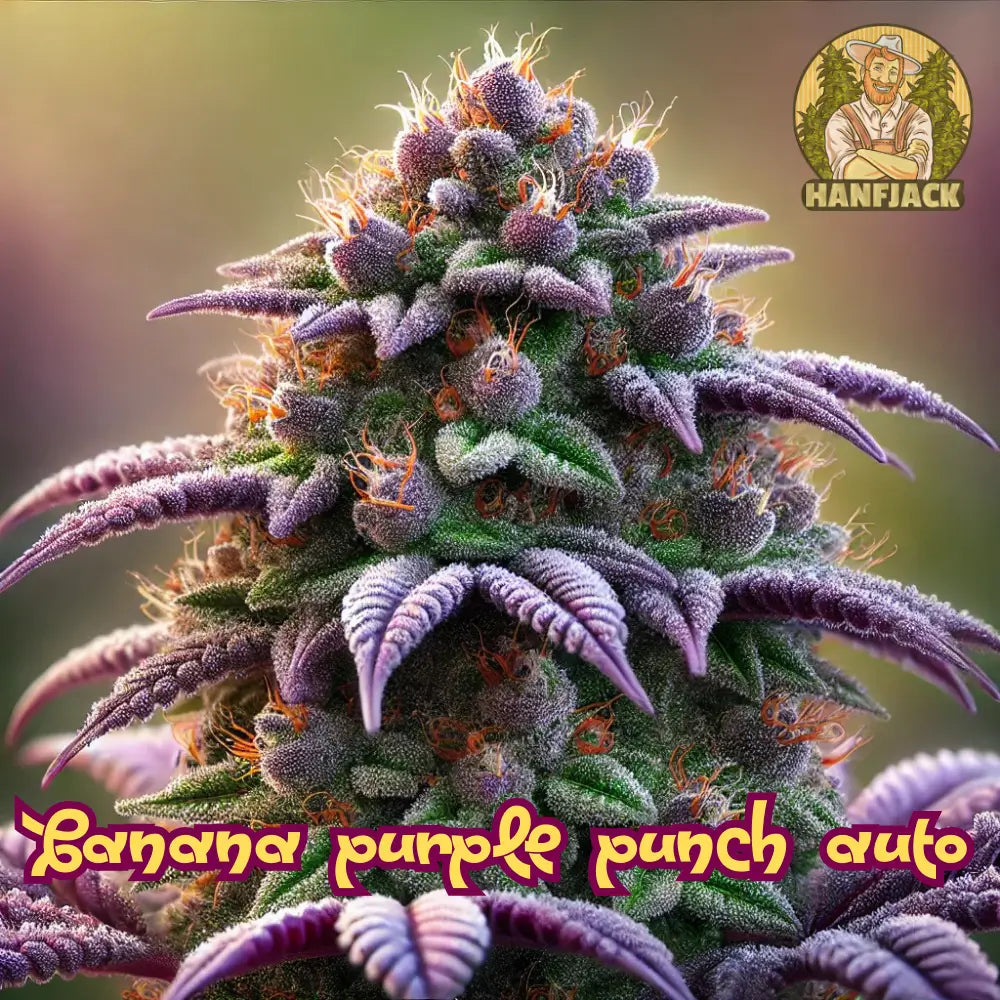 Banana Purple Punch Auto Cannabis Seeds - 3 Seeds