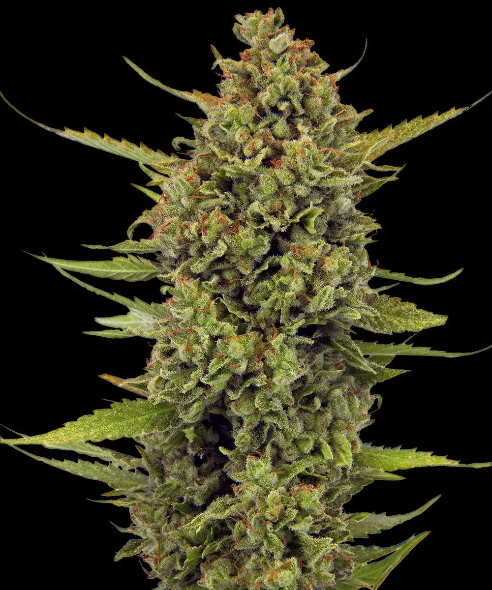 Barneys Farm Acapulco Gold - 1 piece