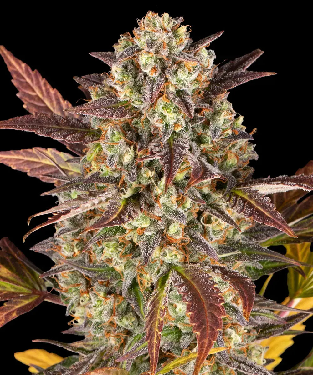 Barneys Farm Amnesia Haze Auto - 1 piece