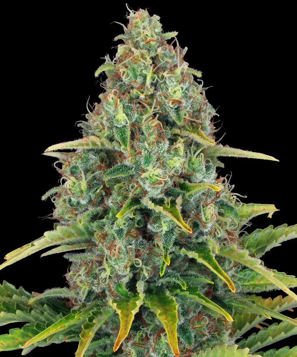 Barneys Farm Blue Cheese Auto - 1 piece