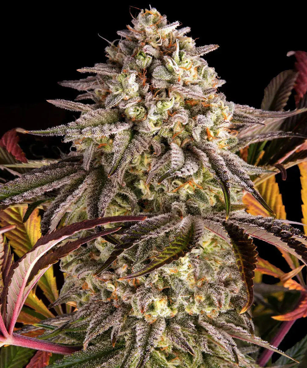 Barneys Farm Blue Sunset Sherbert - 3 Stück