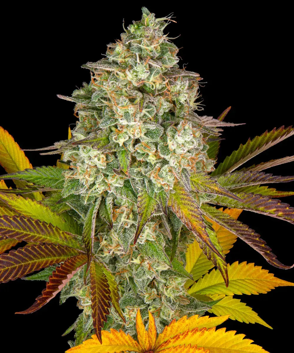 Barneys Farm Cookies Kush Auto - 1 piece