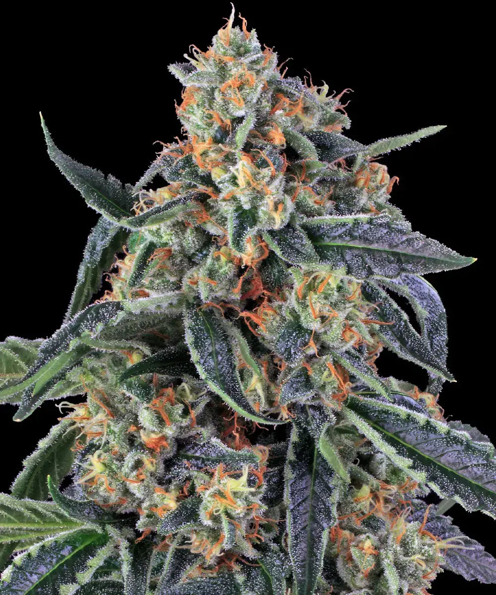Barneys Farm Cookies Kush - 1 piece