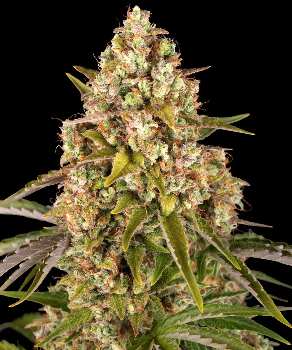 Barneys Farm Critical Kush Auto - 3 seeds