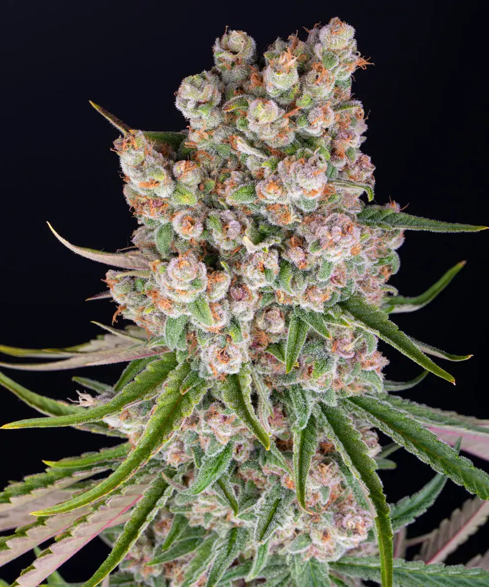 Barneys Farm GMO Auto - 1 Stück