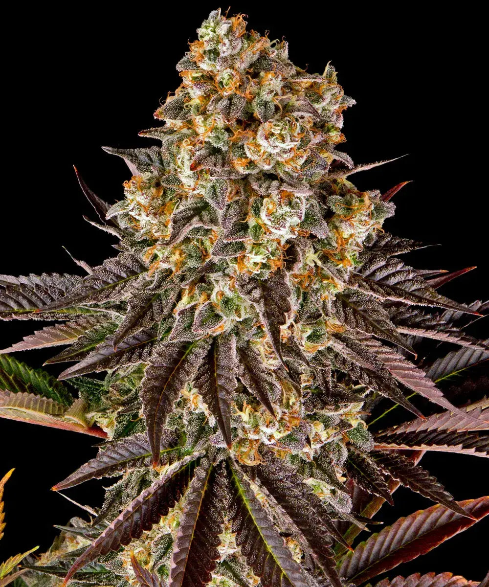 Barneys Farm Gelato #45 - 3 pieces