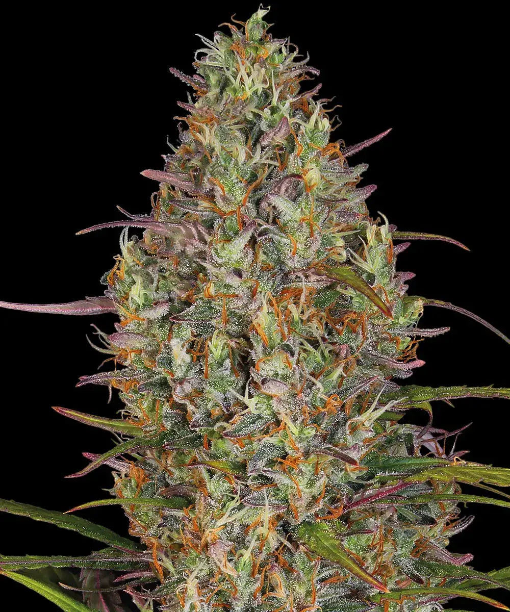Barneys Farm Glue Gelato Auto - 1 piece