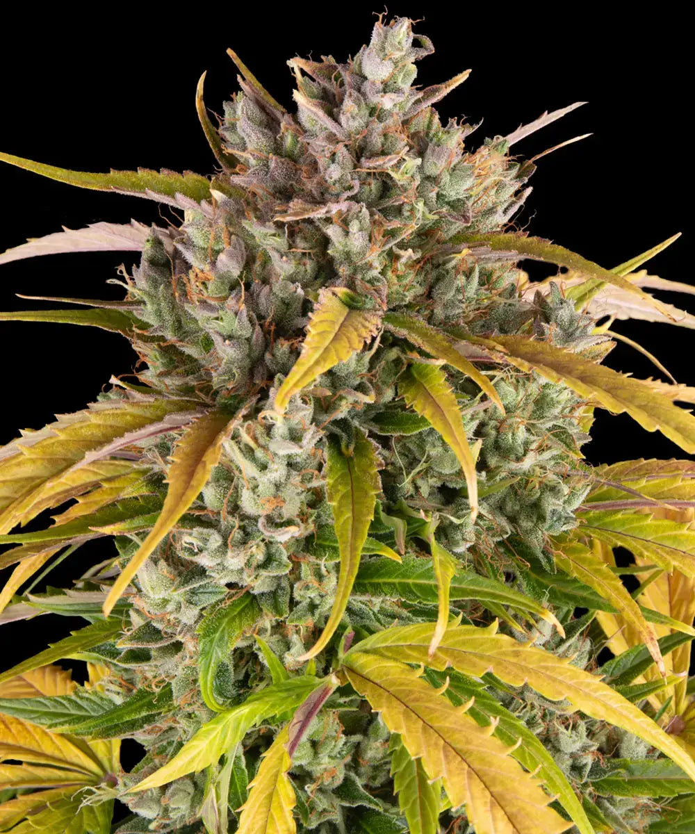 Barneys Farm LSD Auto - 1 Stück