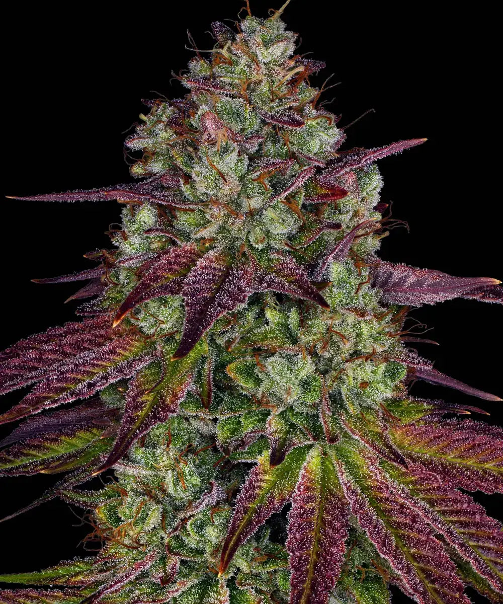 Barneys Farm Mimosa EVO - 3 Stück