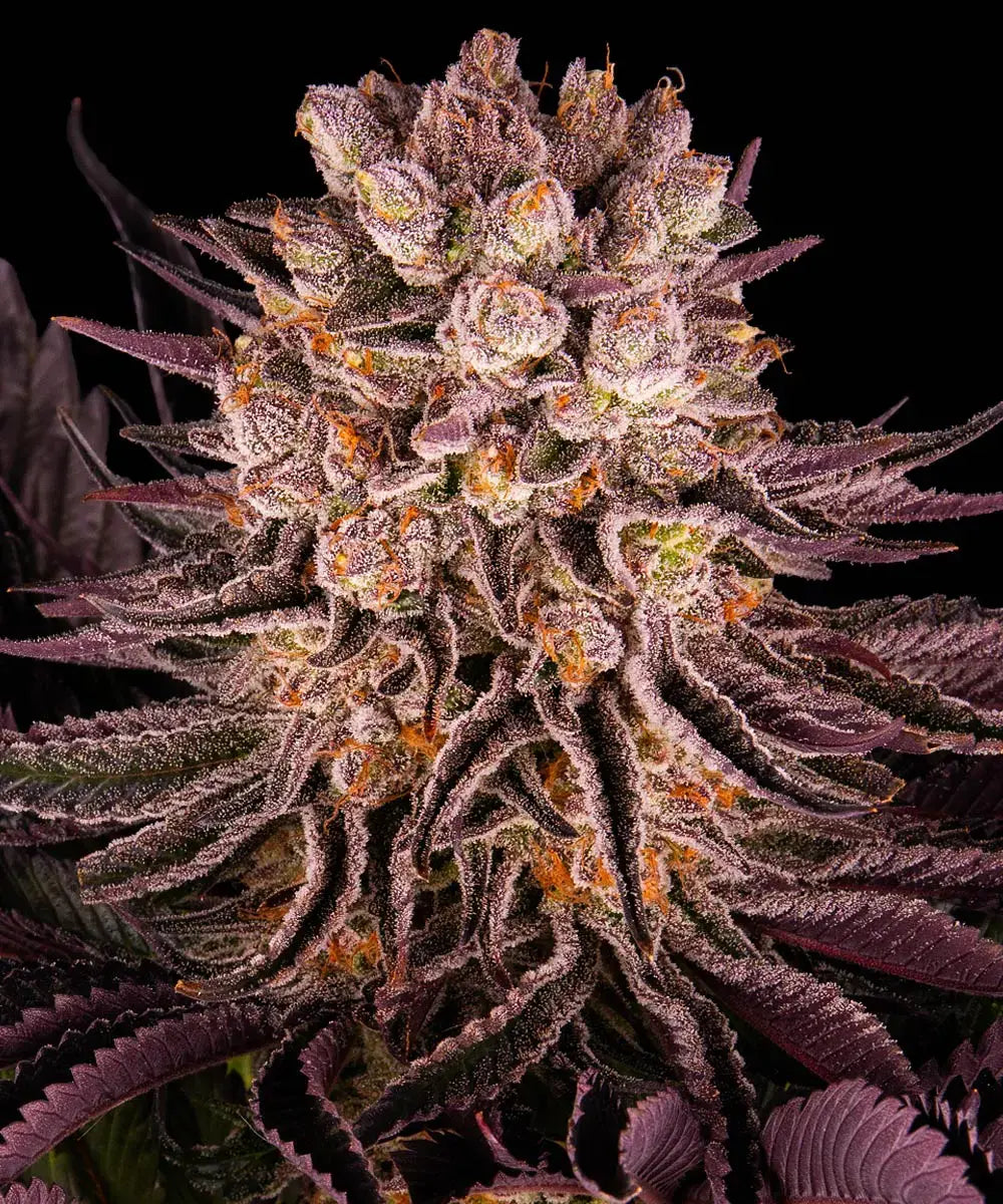 Barneys Farm Mimosa x Orange Punch - 3 Stück