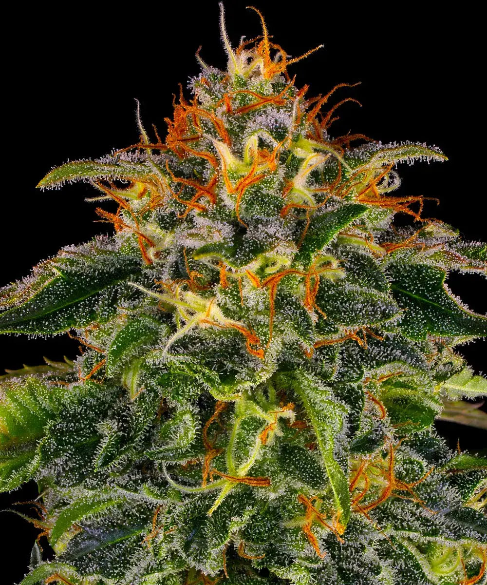 Barneys Farm Moby Dick - 1 Stück