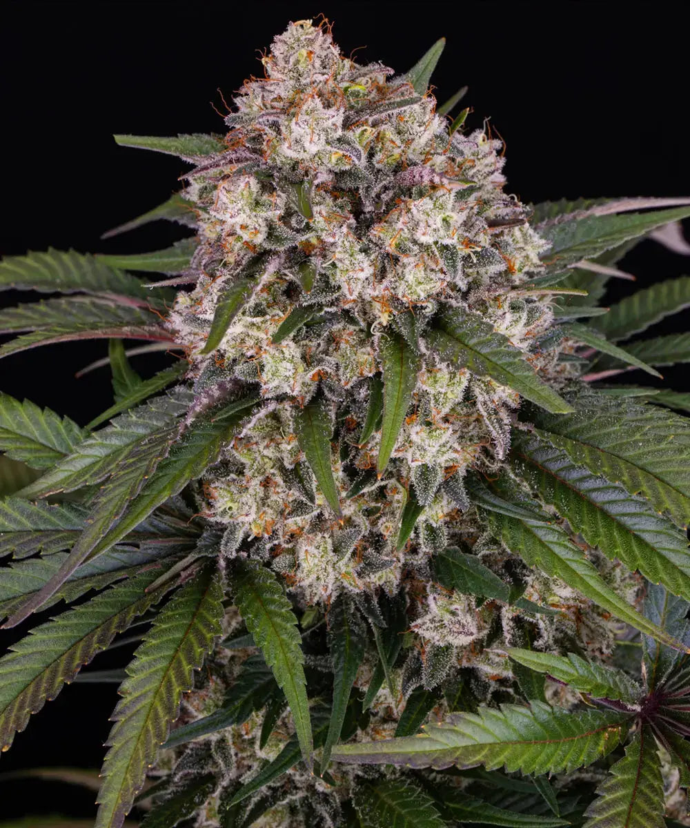 Barneys Farm OG Kush Auto - 1 piece
