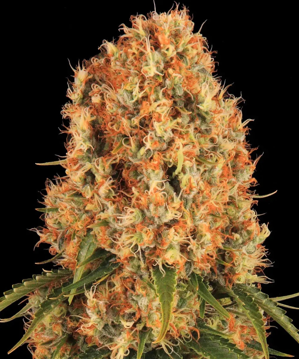 Barneys Farm Orange Sherbert - 3 pieces