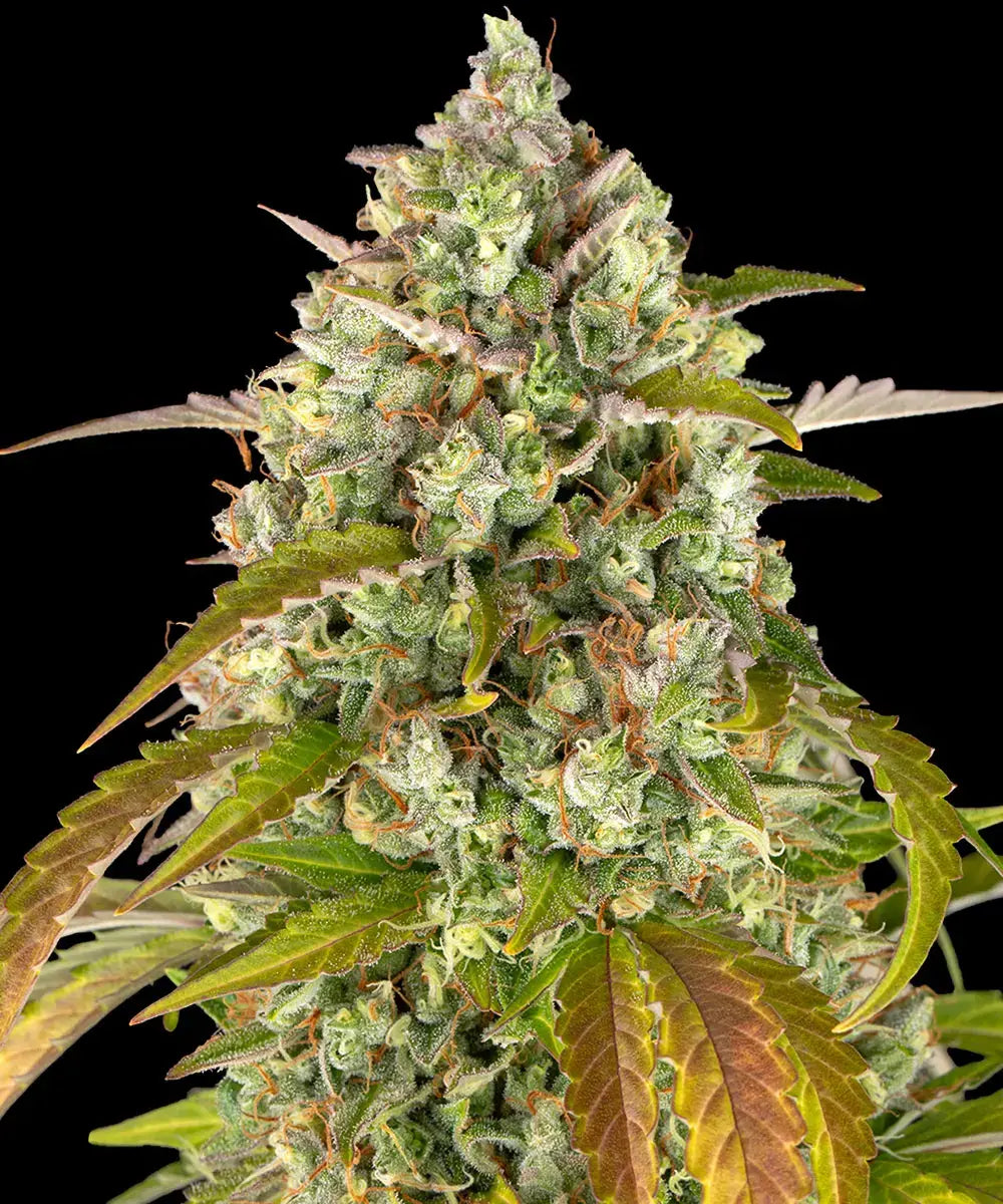 Barneys Farm Pineapple Express Car - 1 piece