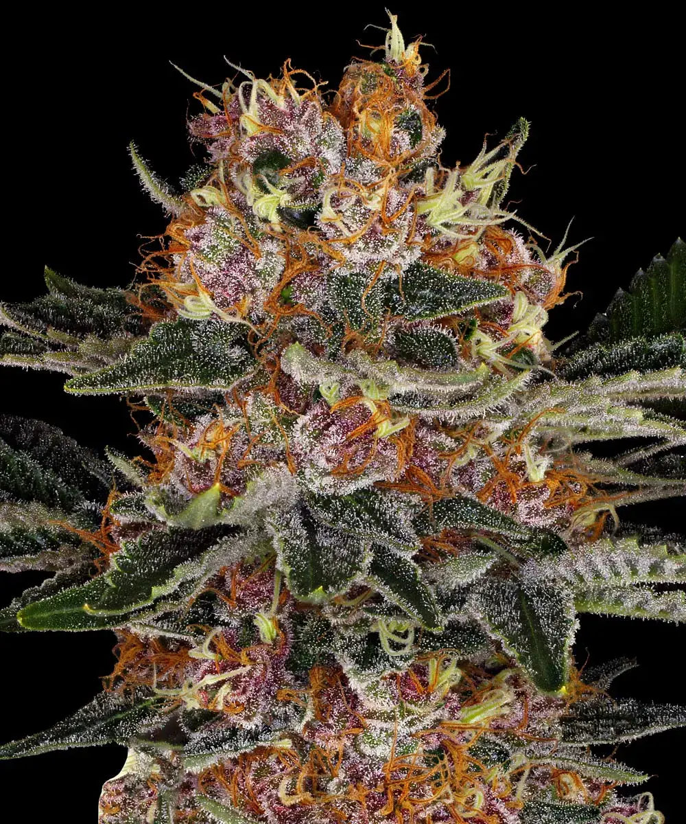Barneys Farm Purple Punch Auto - 1 piece