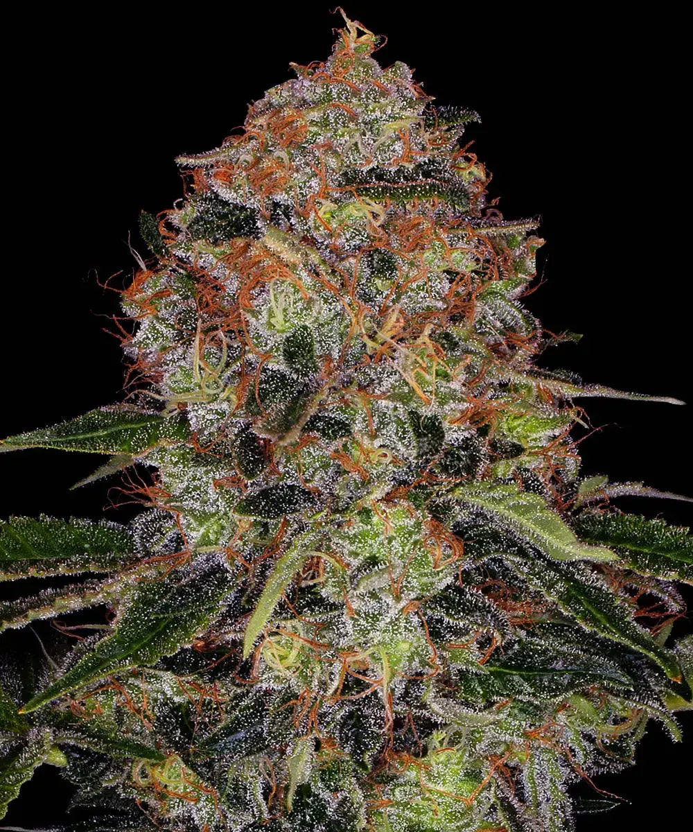 Barneys Farm Shiskaberry - 3 pieces
