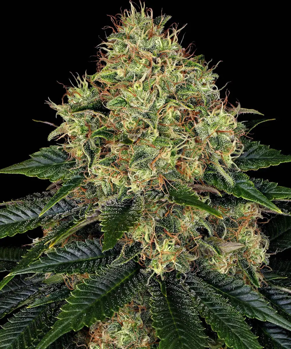 Barneys Farm Skywalker OG Car - 3 pieces