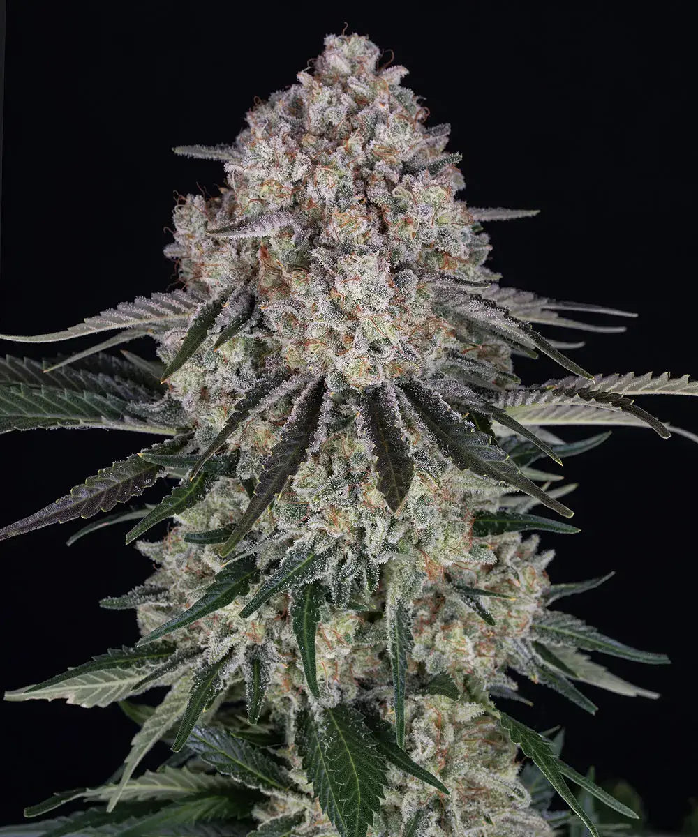 Barneys Farm Sour Diesel Auto - 1 Stück