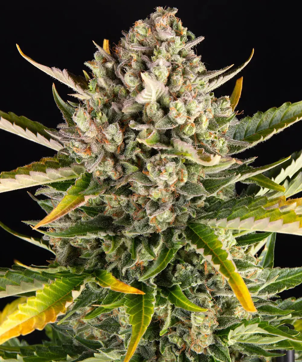 Barneys Farm Strawberry Cheescake Auto - 1 Stück