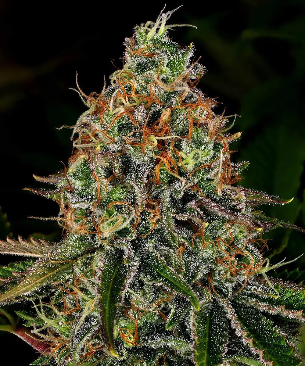 Barneys Farm Tangerine Dream Auto - 3 Stück