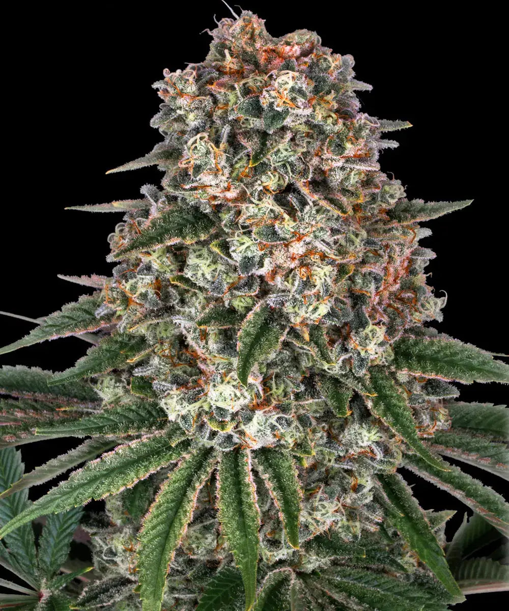 Barneys Farm Tropicanna Banana - 3 pieces
