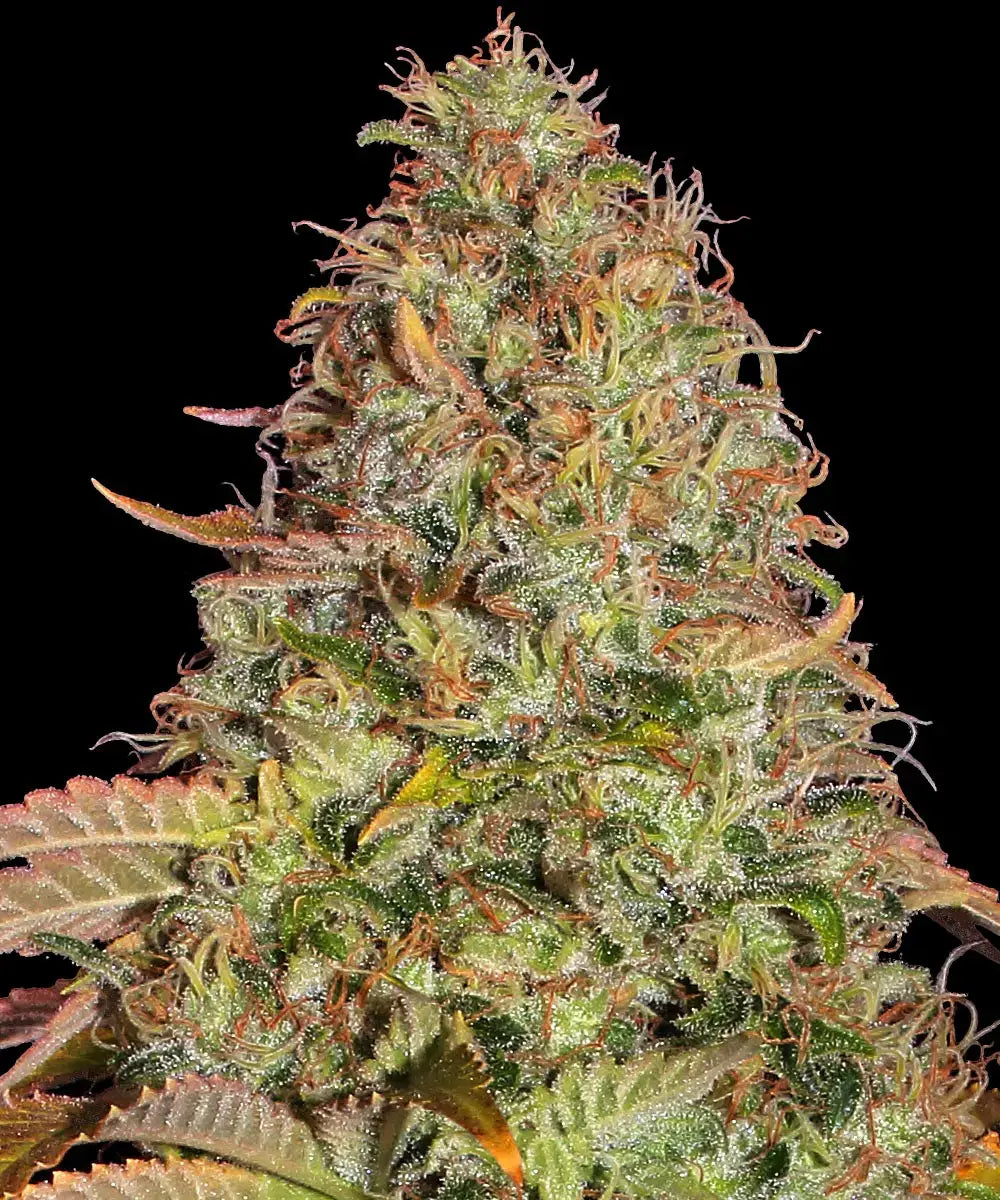 Barneys Farm Zkittlez OG Auto - 1 Stück