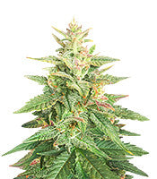 Big Bud Auto (Herbies Seeds)