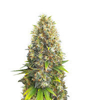 Black Jack (Sweet Seeds)