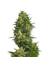 Black Widow (Positronics Seeds)