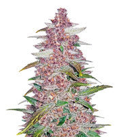 Blackberry Auto (Fast Buds)