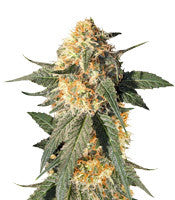 Blackberry Gum (Seedstockers)