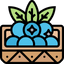Icon Aroma Blaubeere