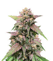 Blue Amnesia Auto (Ministry Of Cannabis)