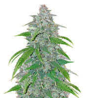 Blue Dream'matic Auto (Fast Buds)
