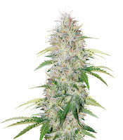Blueberry Cookies (Dinafem Seeds)