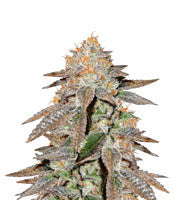 Brain Cake (Ripper Seeds)