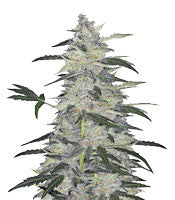 Bruce Banner #3 Auto (Original Sensible Seeds)