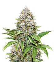 Bruce Banner #3 Fast (Original Sensible Seeds)