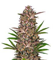Bruce Banner Auto (Sweet Seeds)