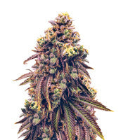 Grand Daddy Purp (Grand Daddy Purp)