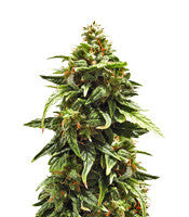 Buddha Medikit Auto CBD (Buddha Seeds)