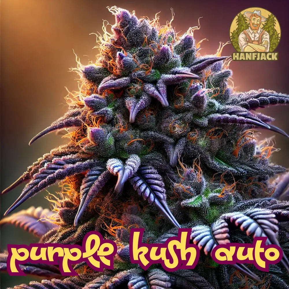 Buddha Purple Kush Automatic Cannabis Seeds - 3 Seeds