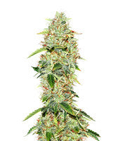 Baker's Delight (DNA Genetics)